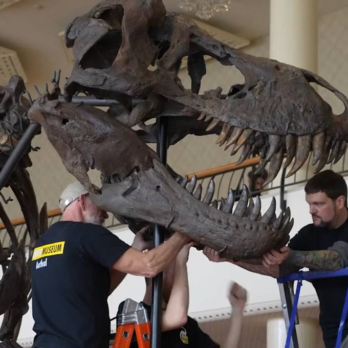Dieser tonnenschwere T-Rex wird bald in Zürich versteigert