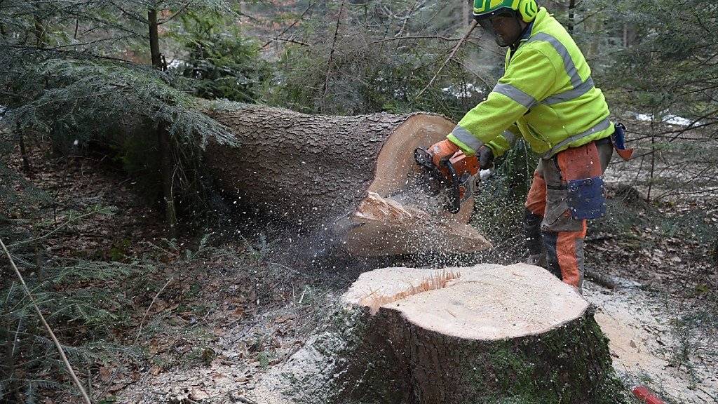 Unter dem Vorwand den Borkenkäfer zu bekämpfen, weitete die polnische Regierung die Holzschlagquoten für den letzten Urwald Europas massiv aus. Nach Ansicht eines EuGH-Gutachter ist dies rechtswidrig. (Symbolbild)