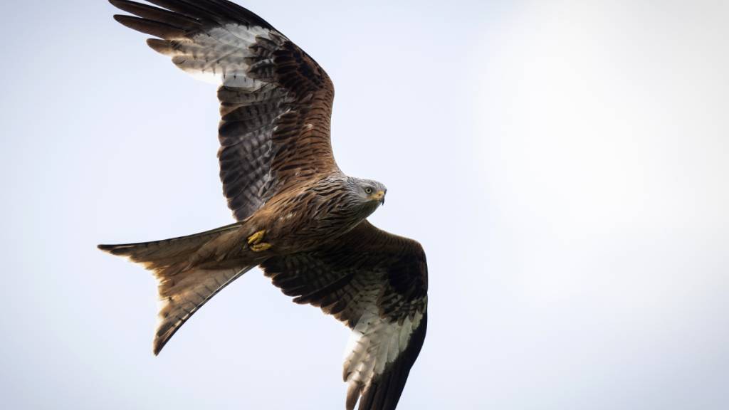 Rotmilane ernähren sich zum Teil von im Strassenverkehr überfahrenen Tieren. (Archivbild)