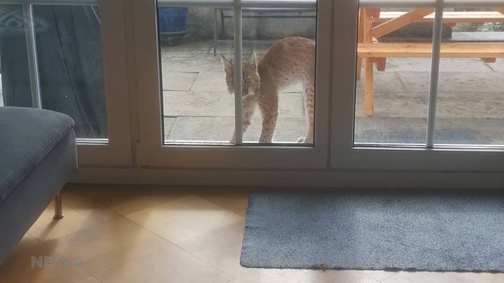 Luchs spaziert durch Belp und reisst mehrere Hühner