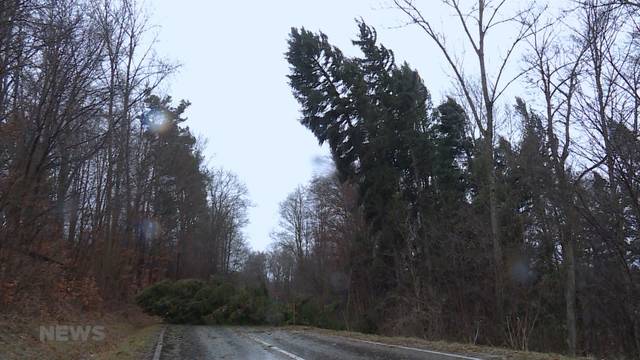 Stürme, Hitze und Brandgefahr: Wie geht es unserem Wald?