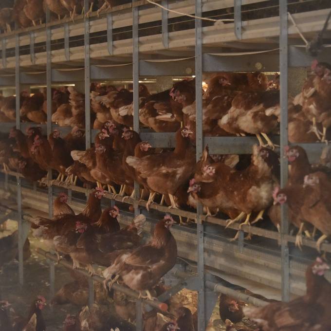 Chinese erschreckt 1100 Hühner mit Taschenlampe zu Tode