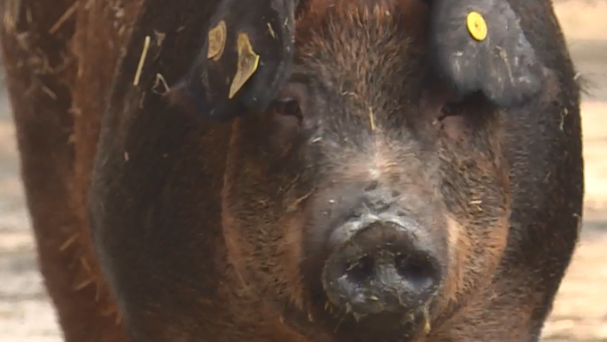 Schicksalsjahr für Schweizer Bauern