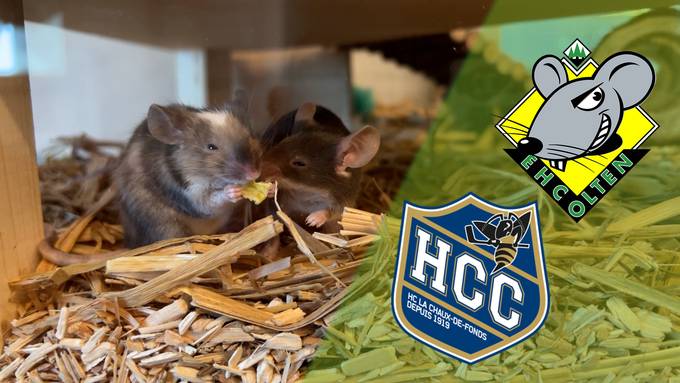 Mäuse-Orakel: Kann der EHC Olten gegen den HC La Chaux-de-Fonds endlich gewinnen?
