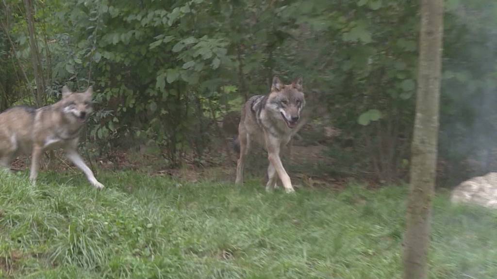 Rüffel für den Kanton St.Gallen: Laut Bundesgericht hätte er Wolfspaar nicht zum Abschuss freigegeben dürfen