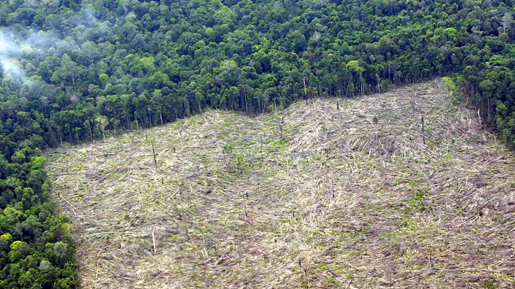 Bericht: Zerstörte Waldfläche 2023 fast so gross wie Lettland