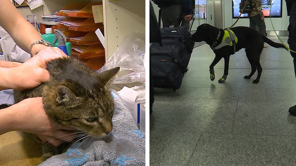 Wurmbefall beim Haustier / Spürhund am Flughafen Zoll