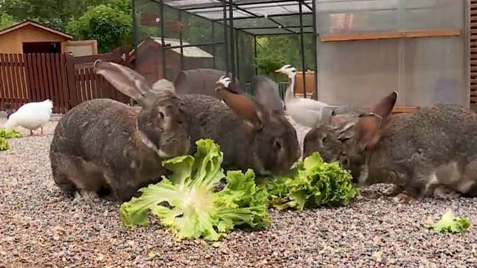 Schöne Geste: Tierlignadenhof erbt Geld und kann Hof ausbauen