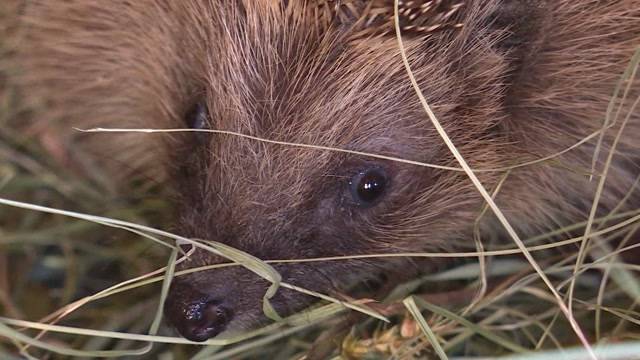 Wildtiere werden es im Winter schwer haben