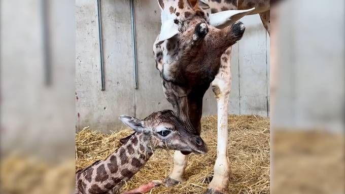 Babyglück in Knies Kinderzoo: Das zweite Giraffenbaby ist da
