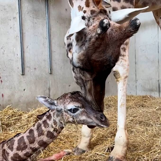 Babyglück in Knies Kinderzoo: Das zweite Giraffenbaby ist da