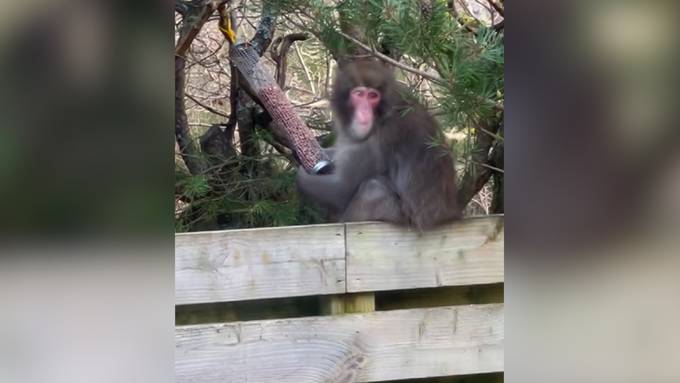 Affe büxt aus schottischem Zoo aus und stibitzt Vogelfutter aus Garten