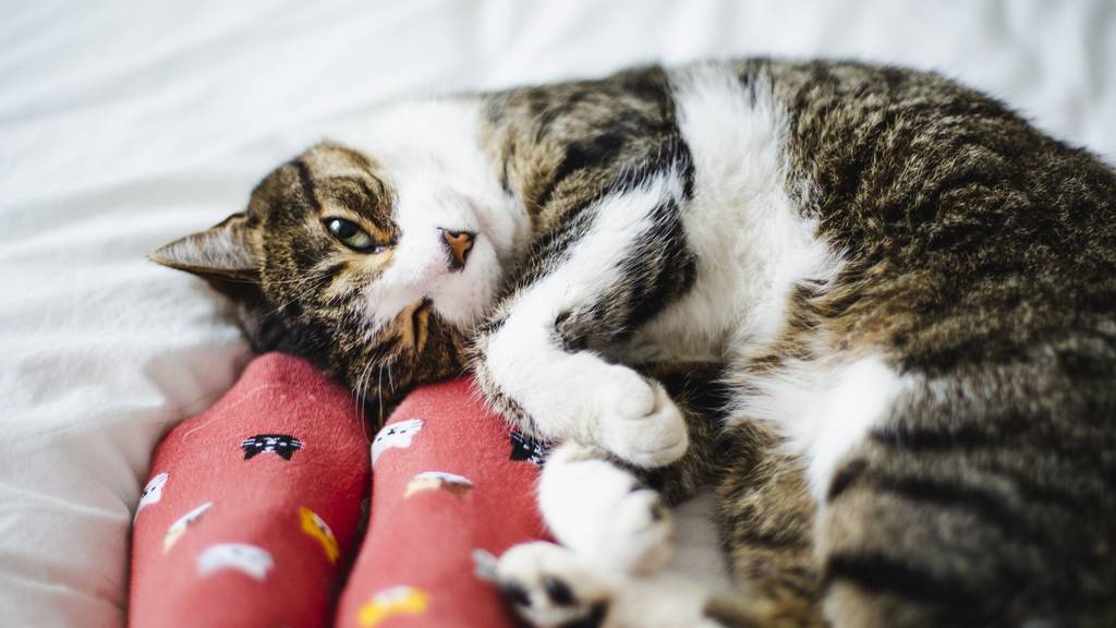 Beim bewussten Weglocken von Katzen, können Besitzer rechtlich vorgehen.