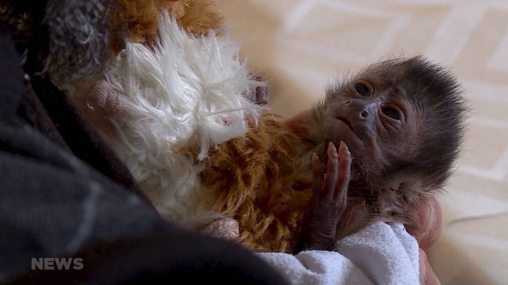 Jööh-Alarm im Sikypark: Tierpfleger springt als Papi für Affenbaby ein