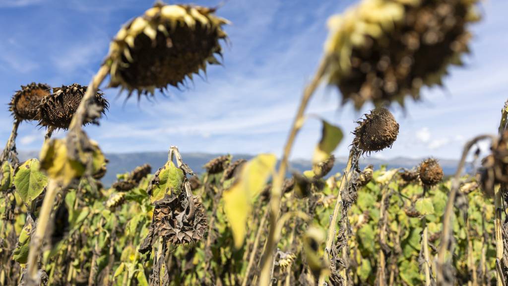 Schweiz erlebt dieses Jahr heissesten Sommer seit Messbeginn