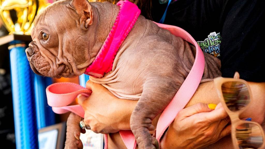 Petunia wurde zum «World's Ugliest Dog», also zum hässlichsten Hund der Welt gekürt. Foto: Noah Berger/AP/dpa