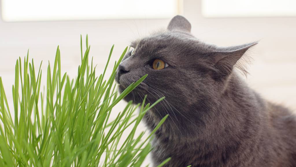 Katze_Katzengrass