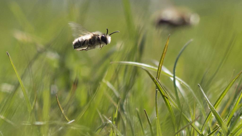 Der Basler Syngenta-Konzern will ein bienenfreundliches Insektizid lancieren. Der Wirkstoff gehört zu einer Klasse von Insektiziden, die Nutzpflanzen von innen heraus vor dem Angriff von Schädlingen schützen sollen. (Archivbild)