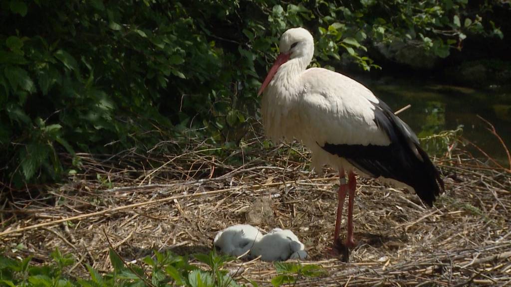 So viele Störche wie noch nie brüten im Zoo Zürich