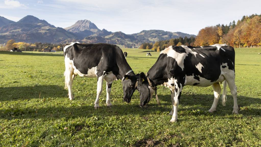 74'200 Franken pro Betrieb betrug 2019 in der Schweiz das durchschnittliche landwirtschaftliche Einkommen. (Archivbild)