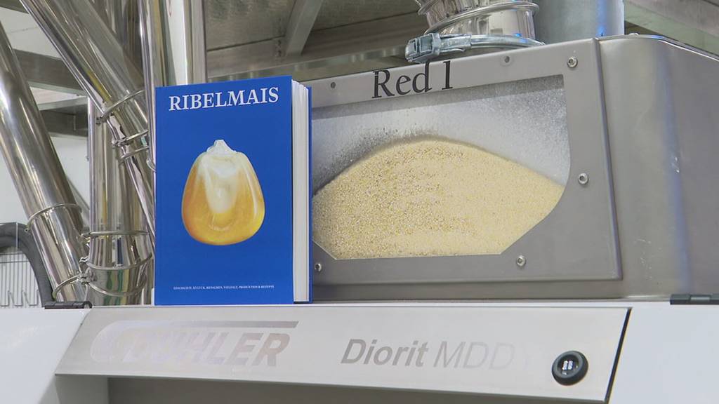 Ribelmais-Buch: Verein hält Geschichte des Rheintaler Mais fest