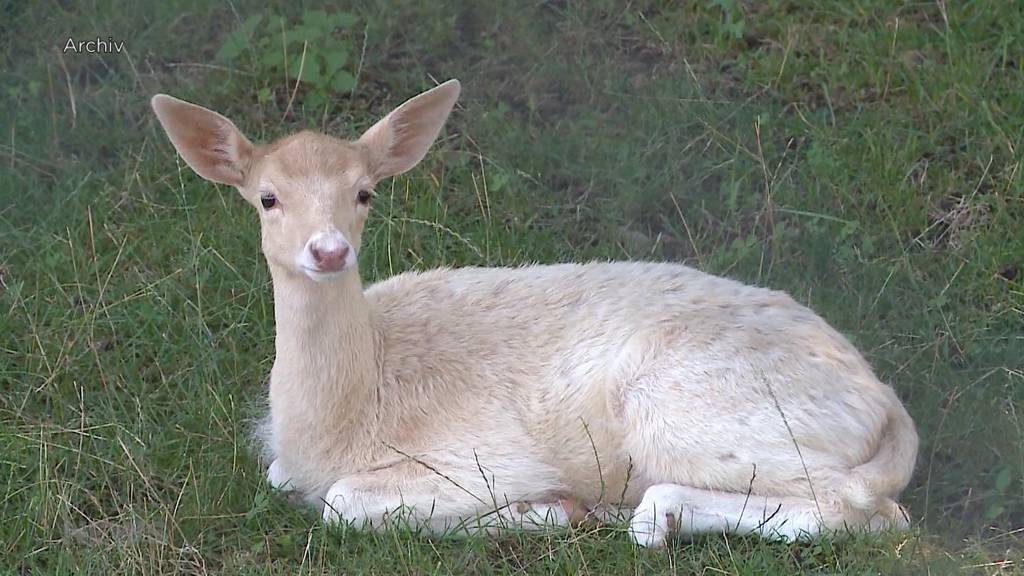 Seltener Damhirsch angeliefert: Fridolin findet im Seeland neues Zuhause