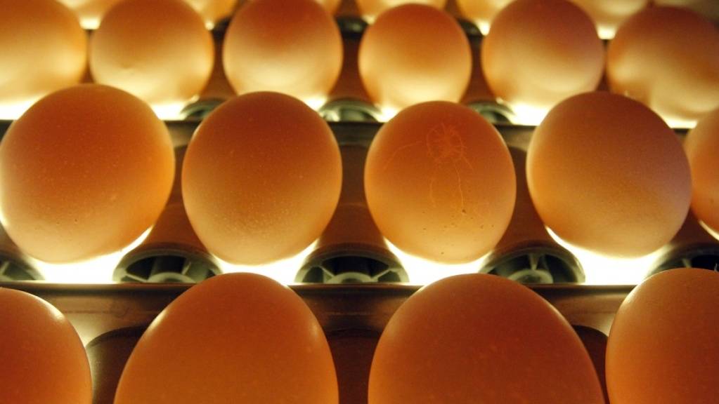 Noch nie wurde in der Schweiz so viel Geflügel und Eier produziert wie im Jahr 2019. Von den 200 Eiern und 90 Pouletschnitzeln, die in der Schweiz pro Kopf gegessen wurden, stammten 56-58 Prozent aus Schweizer Betrieben. (Symbolbild)