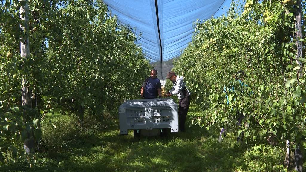 Bauern am Anschlag: Viel Obst — wenig Erntehelfer