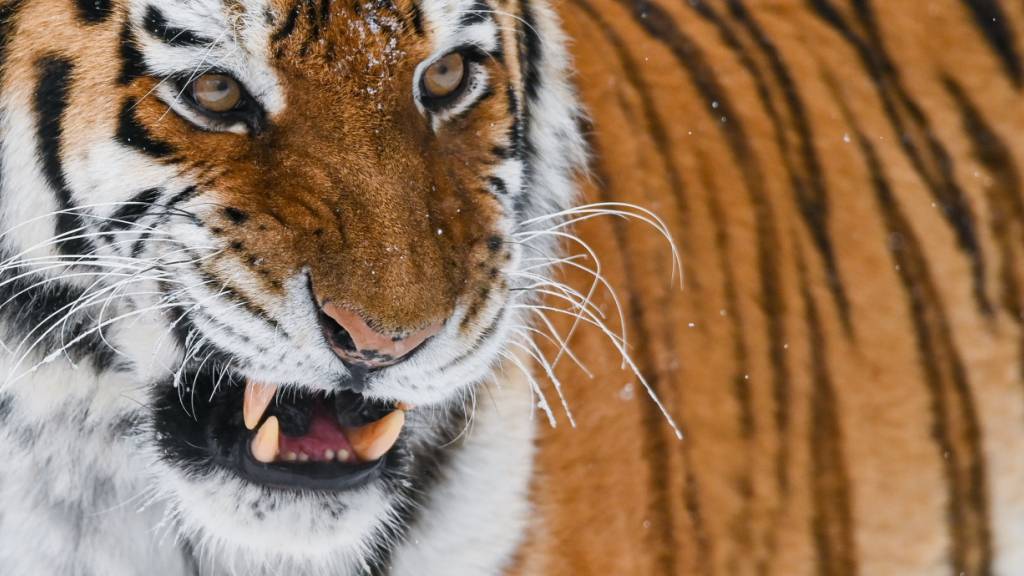 ARCHIV - Ein Sibirischer Tiger (Amur-Tiger) in einem Freigehege in einem Zoo. Foto: Patrick Pleul/dpa-Zentralbild/dpa/Symbolbild