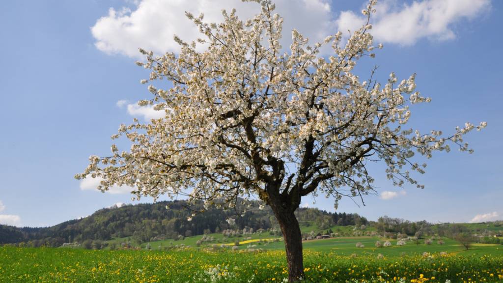 Die Blüten von Kirschbäumen treiben in der Schweiz im Frühjahr deutlich früher aus als noch vor dreissig Jahren. Das zeigen Zeitreihen von Wildkirschbäumen in Liestal BL.