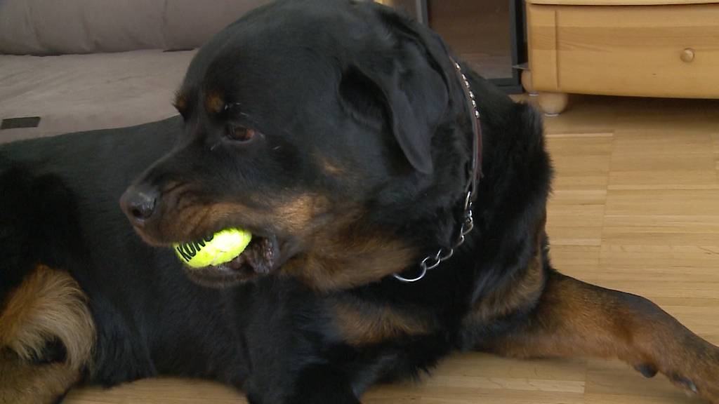 Hund schlägt Bankautomaten Räuber in die Flucht