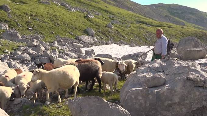 Ale Ulrich hält 1000 Schafe auf unwegsamem Gelände 
