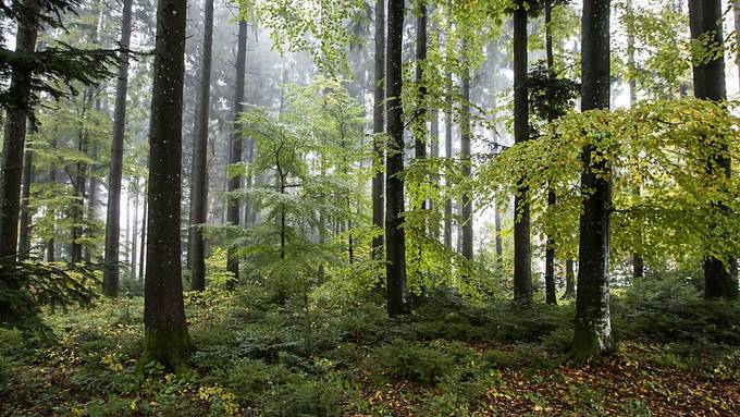 Wälder bilden eine Isolationsschicht