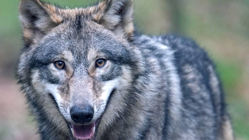 Keine Wolfsabschüsse in Graubünden. Eine Beschwerde stoppte die Jagd auf die Grossraubtiere. (Archiv)