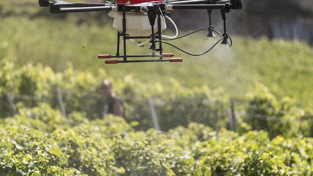 Eine Drohne überfliegt in Fully VS ein Weingut und versprüht ein Mittel gegen Pilzbefall. (Archivbild)