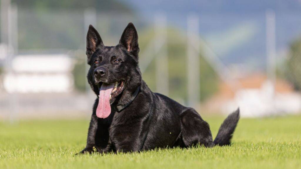 Diensthund Dodge hat einer Führerflucht ein Ende gesetzt. (Archivaufnahme)