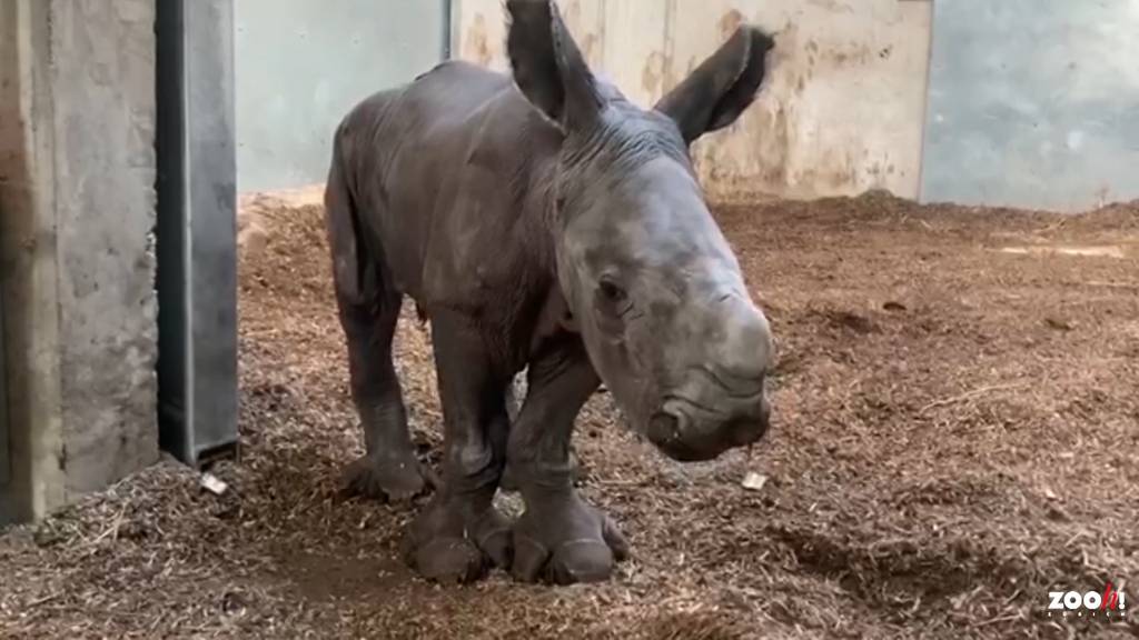Nashornbaby im Zoo Zürich zur Welt gekommen