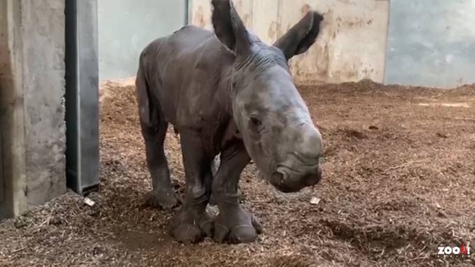 Erstes Nashorn-Baby im Zoo Zürich geboren
