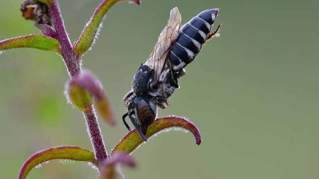 Solothurner Insektenfotograf wird vom Laien zum gefragten Profi