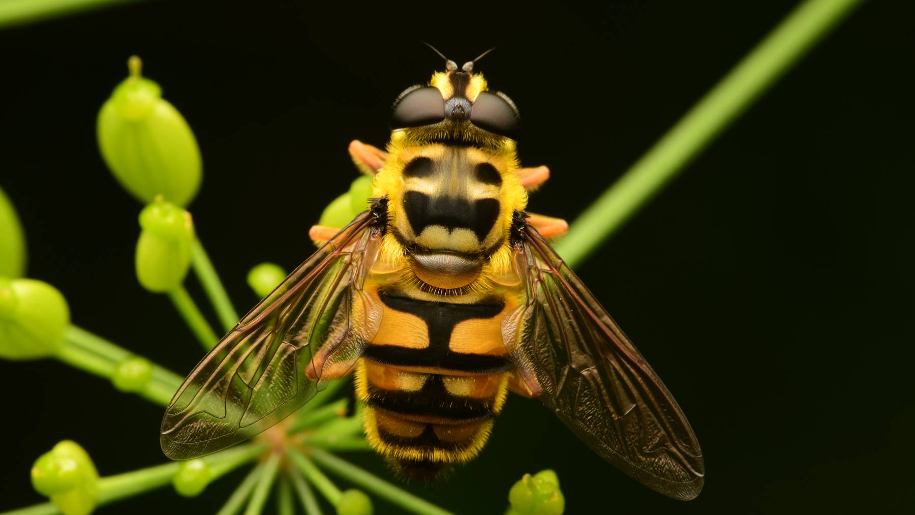 Insekten Schwebfliege