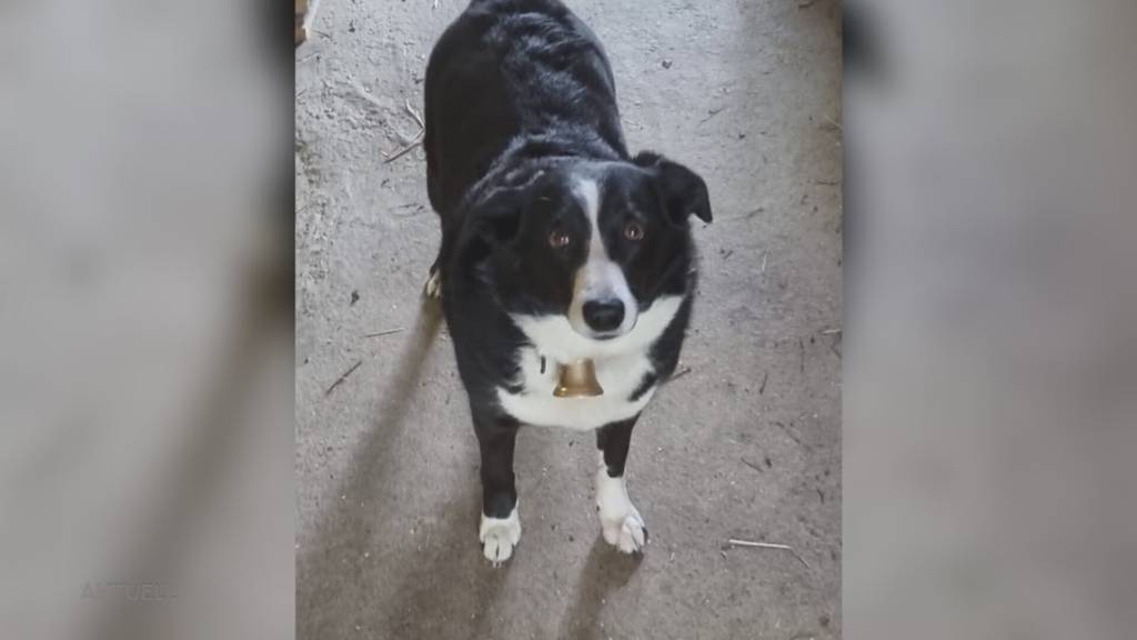 Rettungsversuch: Schwere Vorwürfe gegen die Polizei, nachdem ein Bauer einen Hund erschossen hat