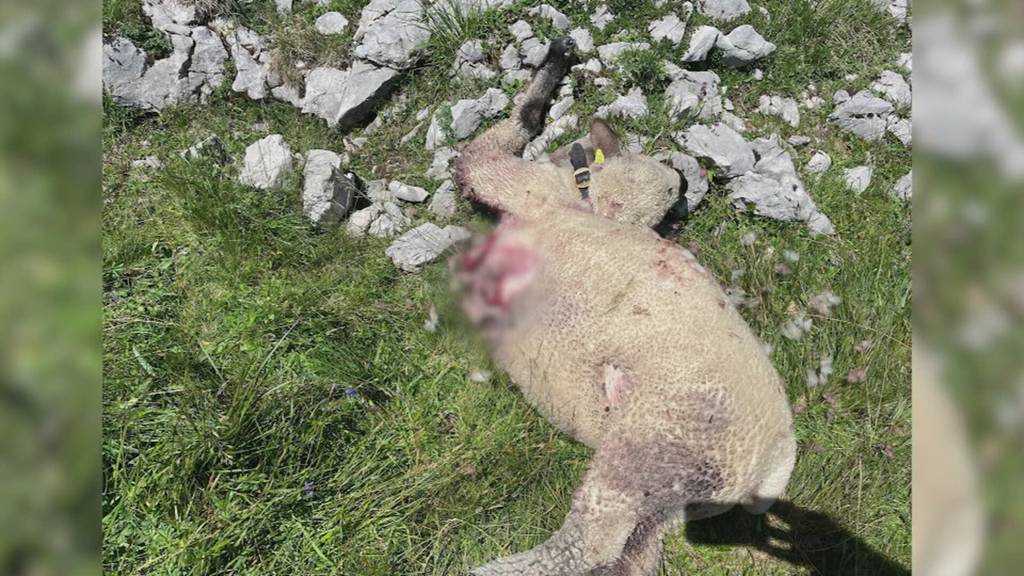 Schwieriger Herdenschutz nach Wolfsriss Schrattenfluh