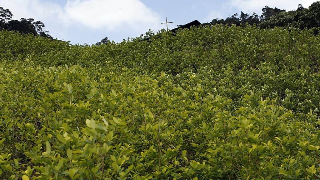 Ein Koka-Feld in Kolumbiens Bergen: Die Kokain-Anbaufläche im Land hat sich laut der UNO seit 2013 verdoppelt. (Archivbild)