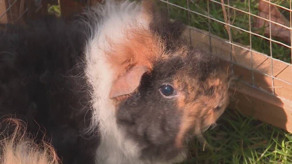 Teaser Tierisch