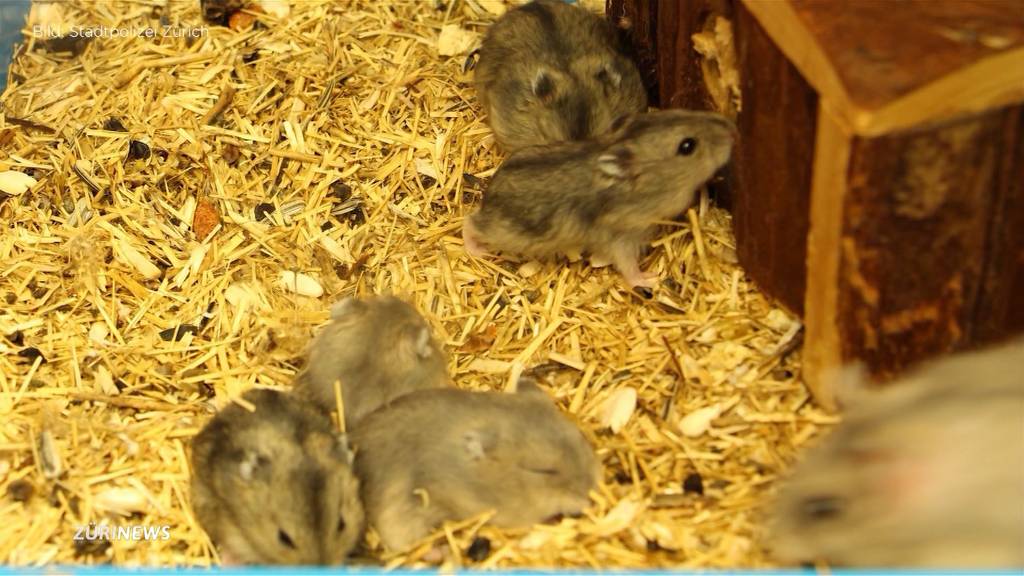 Elfköpfige Hamsterfamilie in Schwamendingen ausgesetzt