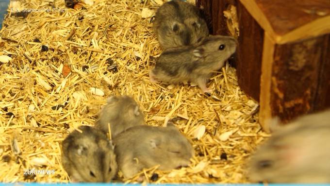 Elfköpfige Hamsterfamilie in Schwamendingen ausgesetzt