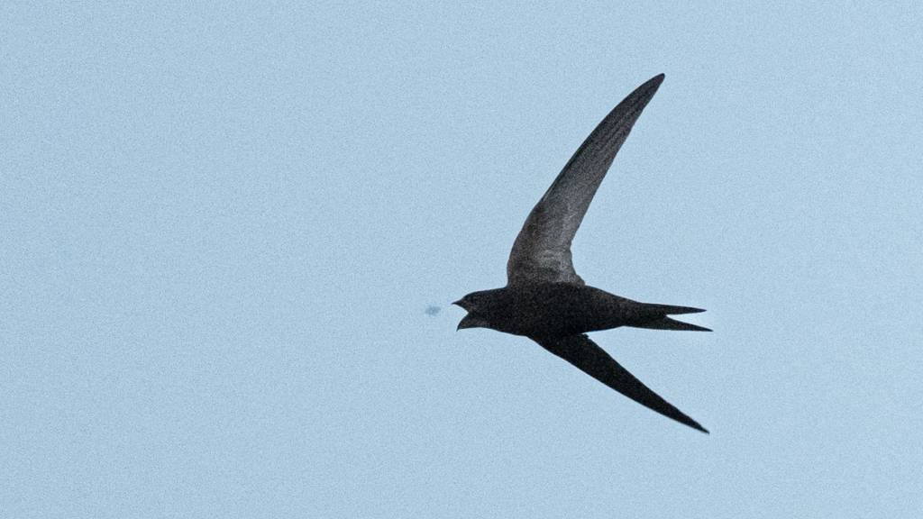 Spatz bleibt Nummer eins bei Schweizer Vogelzählung