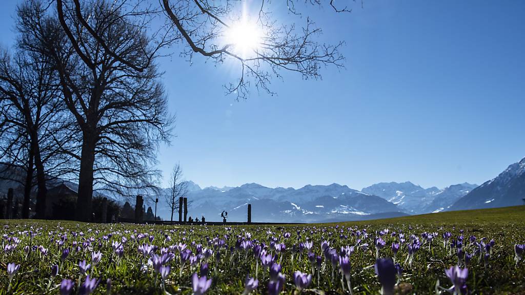 Frühlingserwachen mit Rekordtemperaturen im Februar: Krokusse im Schadaupark in Thun.