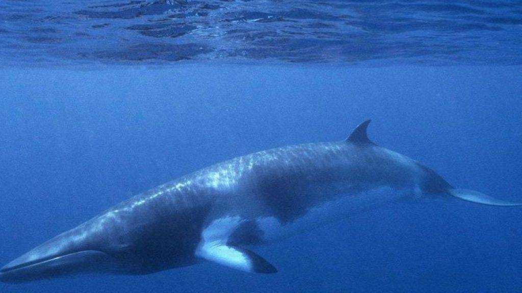 Erstmals seit 17 Jahren werden in Island keine Zwergwale (Bild) und auch keine Finnwale mehr gejagt. Nicht etwa aus Liebe zum Tier, sondern weil der Handel damit stockt. (Archivbild)