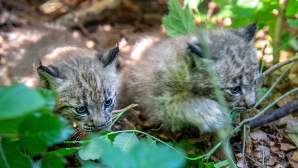 Pinselöhrchen: Im Berner Tierpark gibt es herzigen Luchs-Nachwuchs